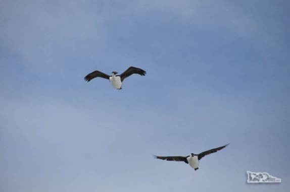 Imperial Shags nos observam do ar em Turret Point, em King George Island, na Antártida